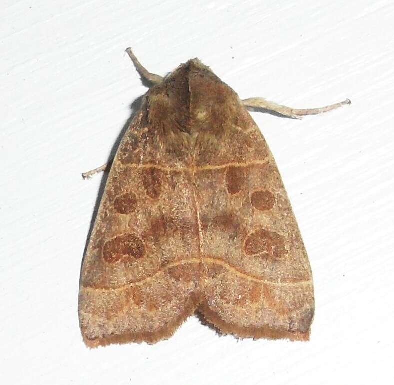 Image of Even-lined Sallow