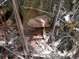 Image of Ganoderma brownii (Murrill) Gilb. 1962