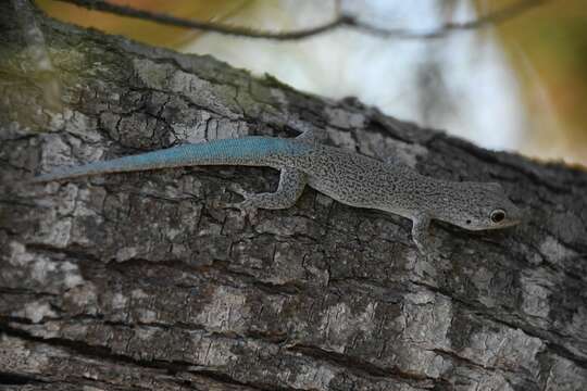 Image of Thicktail Day Gecko