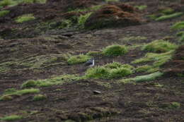 Image of White-throated Sierra Finch