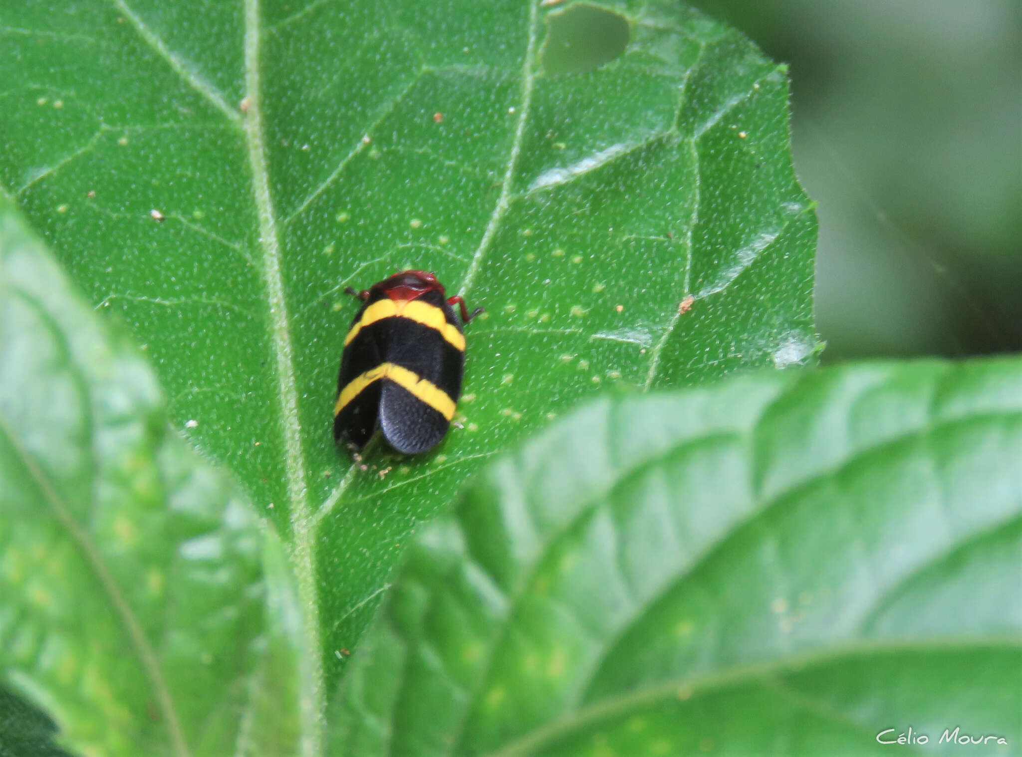 Image of Sphenorhina rubra (Linné 1758)