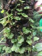 Image of tiny bristle fern