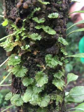 Image of tiny bristle fern