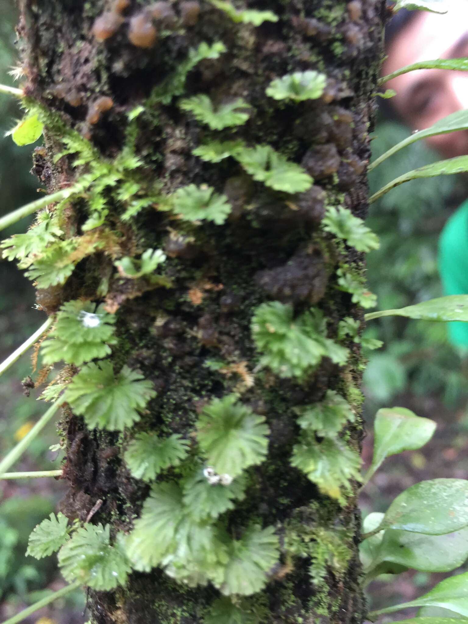 Image of tiny bristle fern