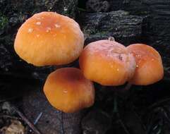 Image of Marasmius cohaerens (Pers.) Cooke & Quél. 1878