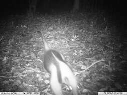 Image of Northern Tamandua