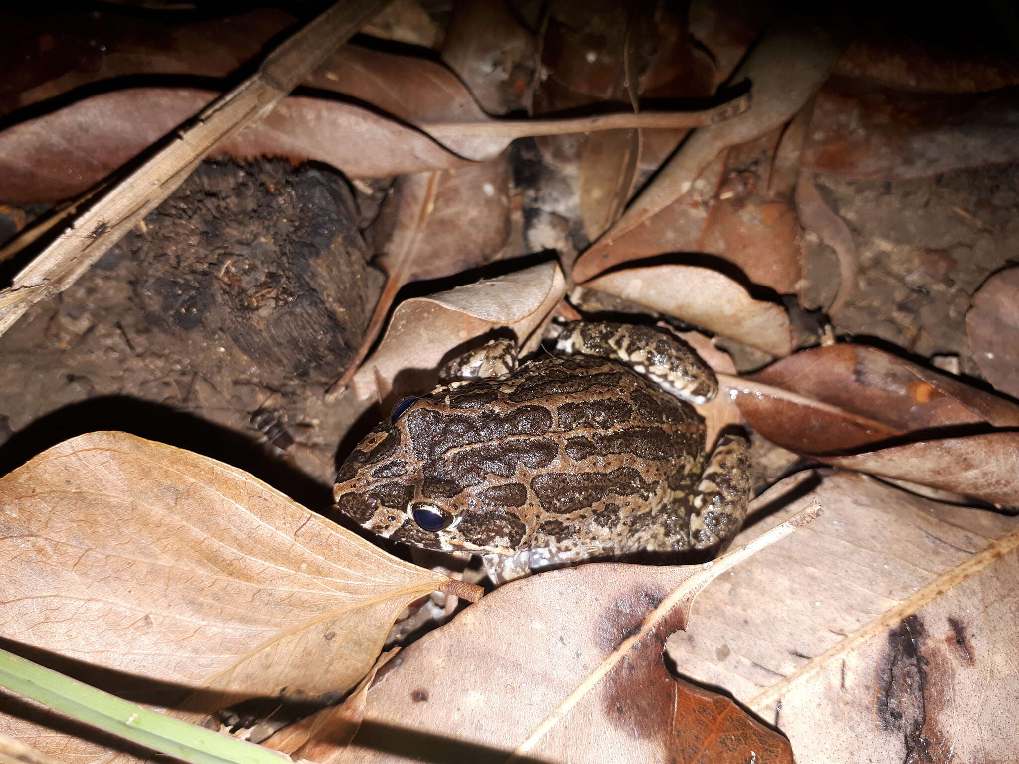 صورة Limnodynastes convexiusculus (Macleay 1878)