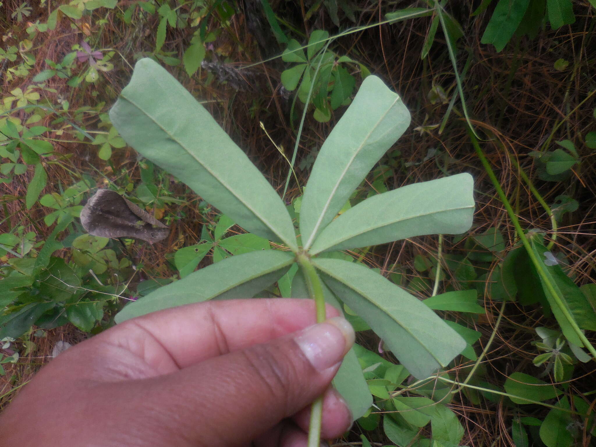 Слика од Oxalis magnifica (Rose) Knuth