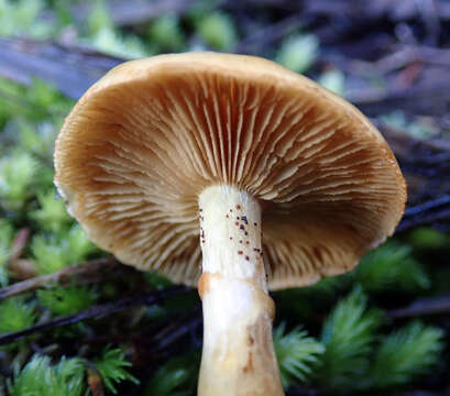 Image of Cortinarius ignotus E. Horak 1990