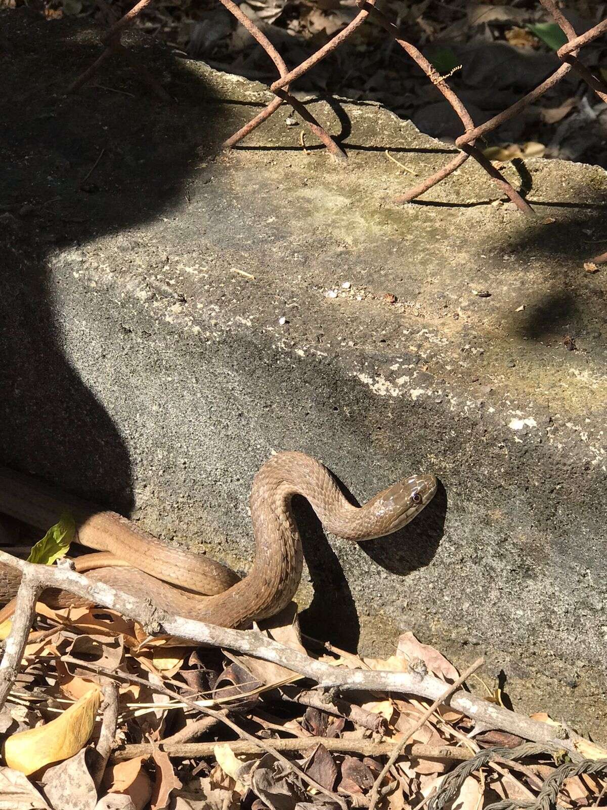 Thamnophis validus (Kennicott 1860) resmi