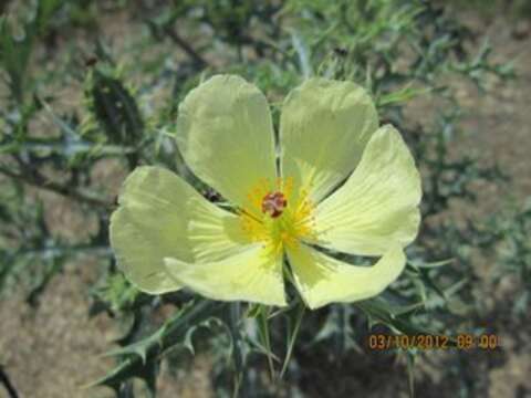 Argemone ochroleuca subsp. ochroleuca resmi