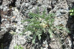 Image de Oxytropis evenorum Jurtzev & A. P. Khokhr.