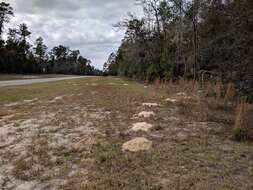 Image of southeastern pocket gopher