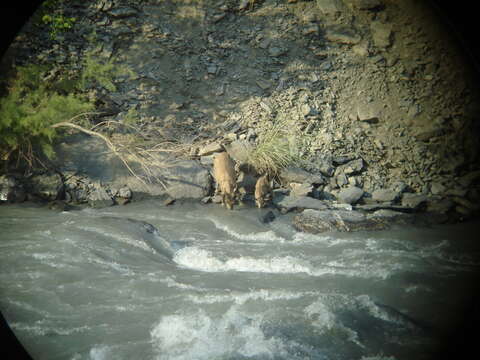 Image of Markhor