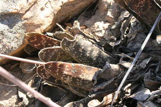 Image of Gasteria pillansii Kensit