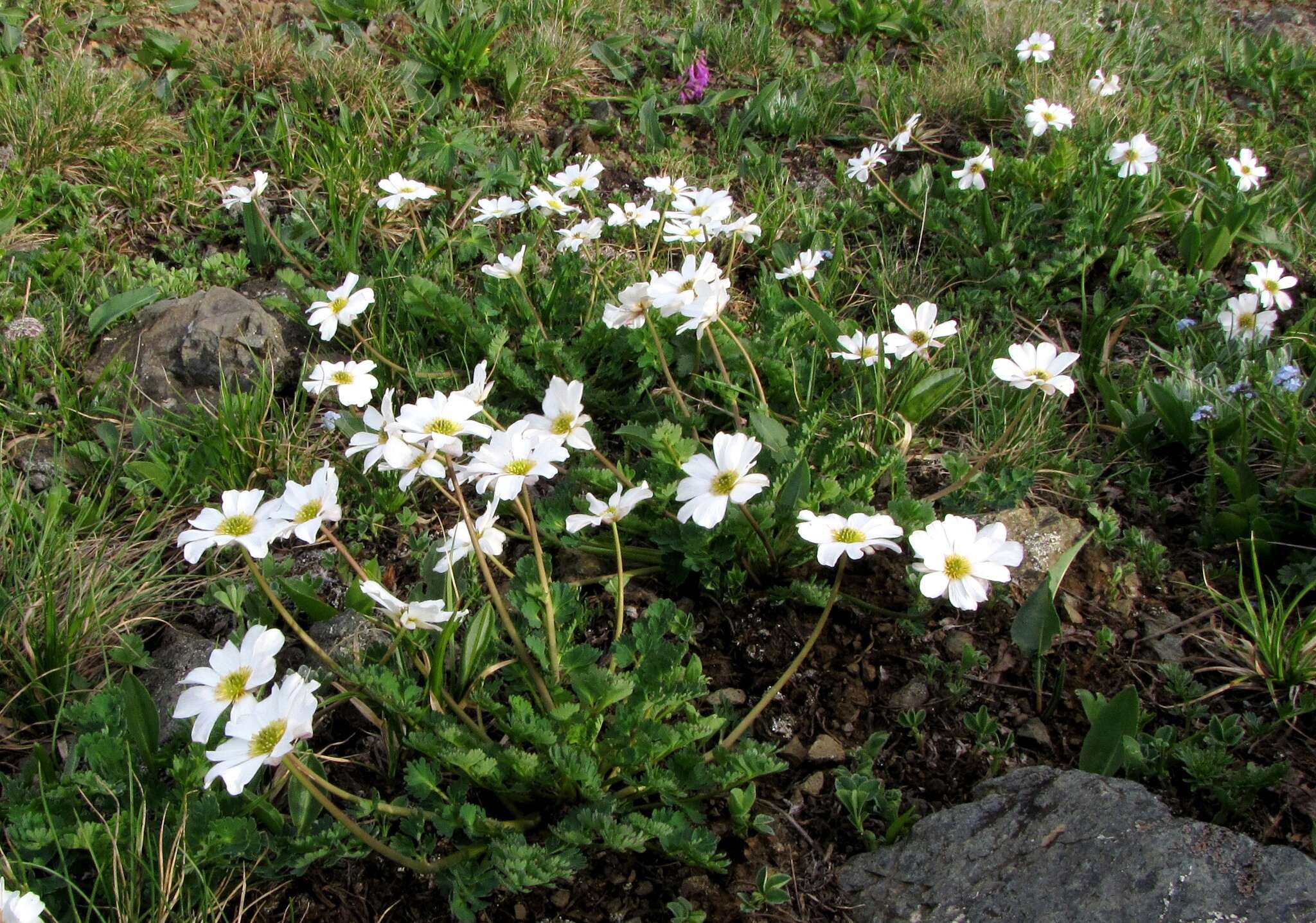 Слика од Callianthemum sajanense Witasek