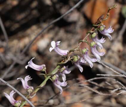 Image of Cyphia sylvatica Eckl. & Zeyh.