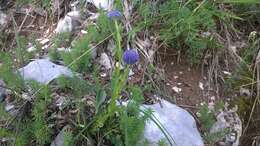 Image of Globularia bisnagarica L.