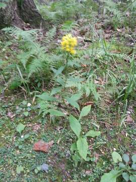 Solidago glomerata Michx. resmi