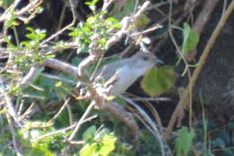 Image of Ash-colored Cuckoo