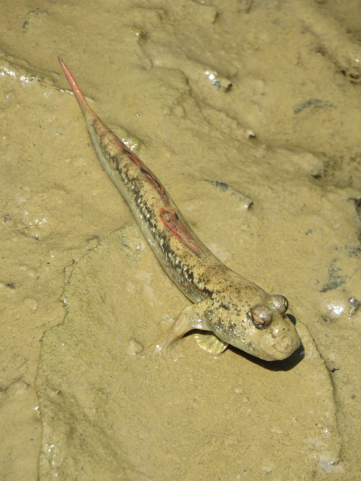 Image of Periophthalmus magnuspinnatus Lee, Choi & Ryu 1995