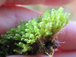 Image of Scapania gracilis Lindb.