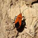 Image of Graptostethus apicalis (Dallas & W. S. 1852)