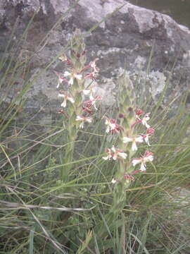 صورة Zaluzianskya microsiphon (Kuntze) K. Schum.