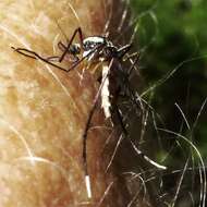 Image of Psorophora longipalpus Randolph & O'Neill 1944