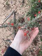 Image of Grevillea crassifolia Domin