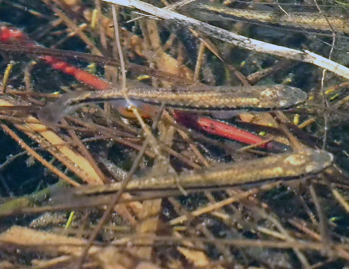 Image of Blackstripe Topminnow