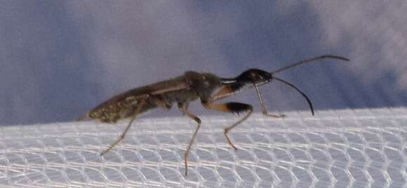 Image of Long-necked Seed Bugs