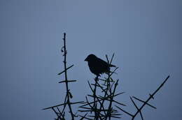 Image of Large Ground Finch