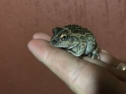 Image of Long-footed Frog