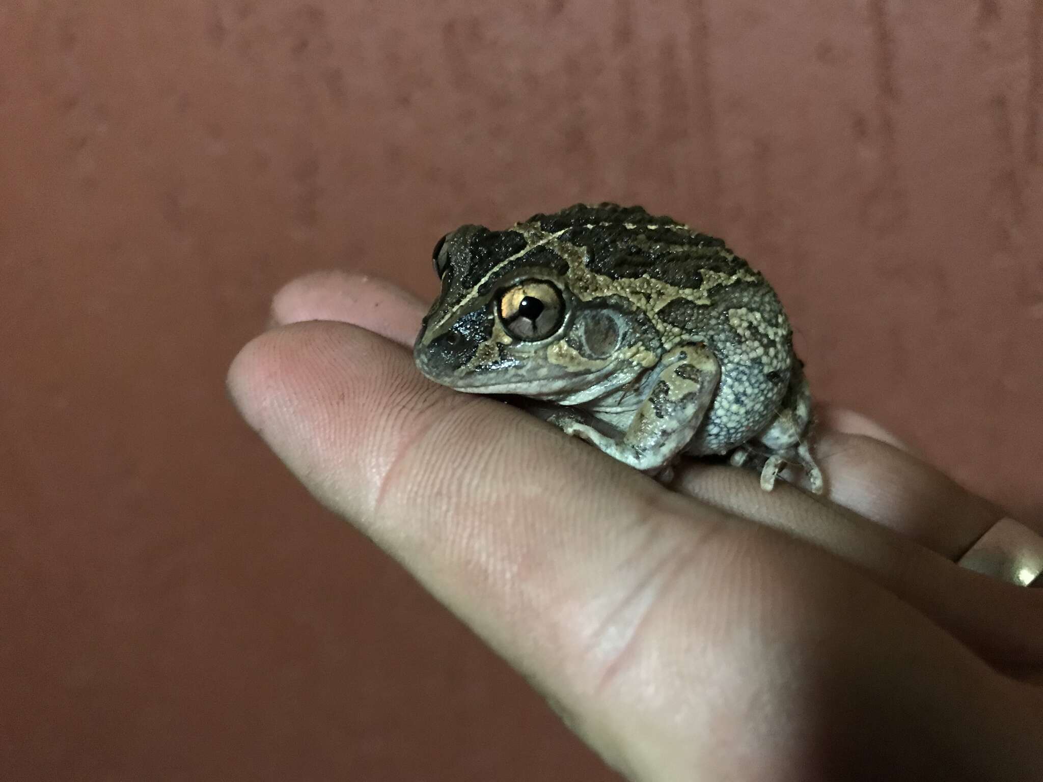 Image of Long-footed Frog