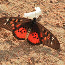 Image de Acraea pharsalus pharsaloides Holland 1892