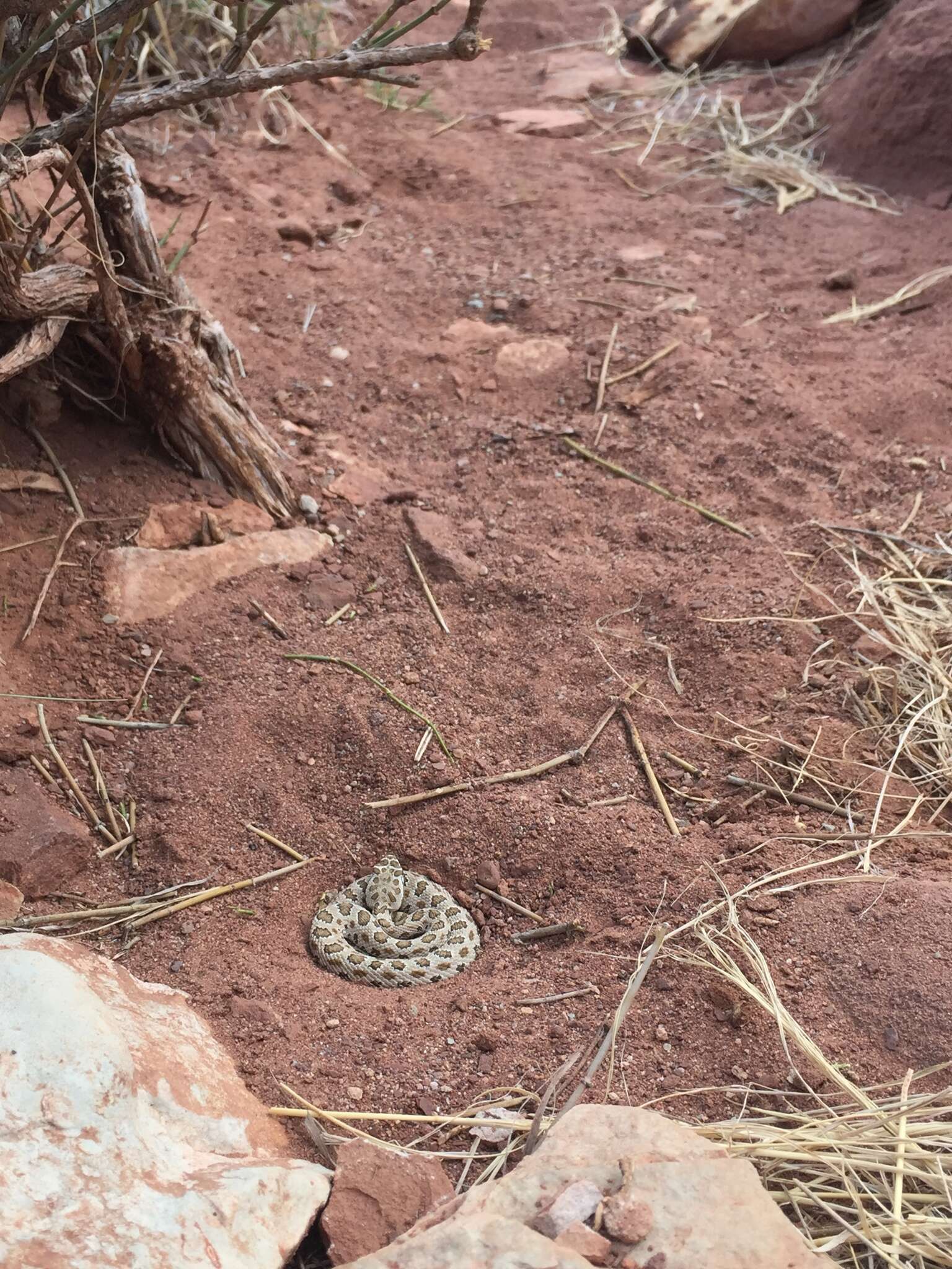 Imagem de Crotalus oreganus concolor Woodbury 1929