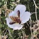 Image of Andrena mellea Cresson 1868