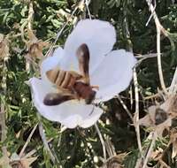 Image of Andrena mellea Cresson 1868