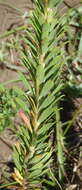 Sivun Euphorbia genistoides var. genistoides kuva