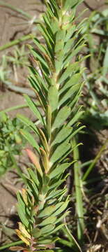 Image of Euphorbia genistoides P. J. Bergius