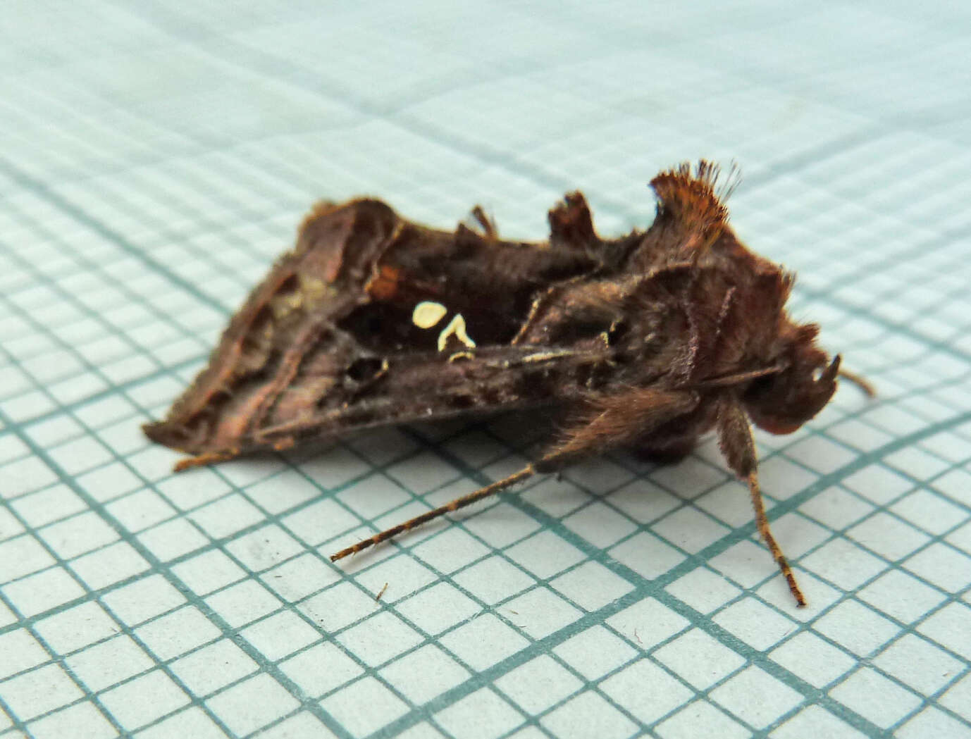 Imagem de Autographa pulchrina Haworth 1802