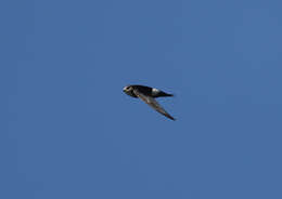 Image of Horus Swift