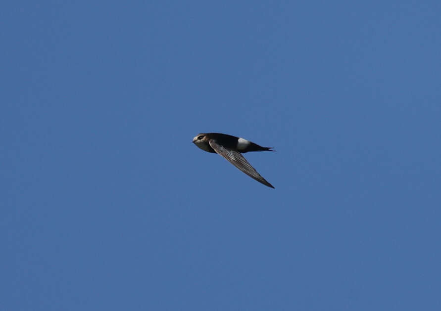 Image of Horus Swift