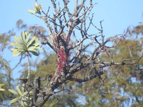 Image of Tapinanthus rubromarginatus (Eng I.) Danser