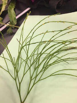 Image of whisk fern