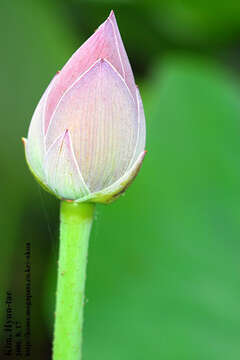 Image of sacred lotus