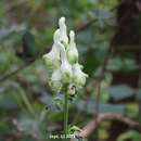 Aconitum longecassidatum Nakai resmi