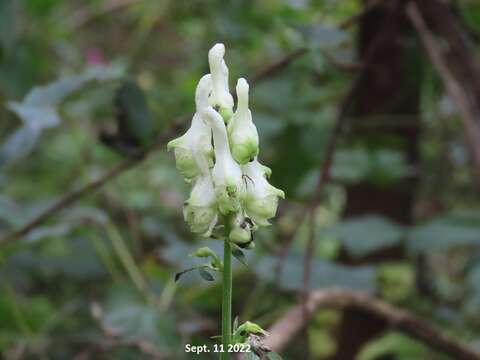 Imagem de Aconitum longecassidatum Nakai