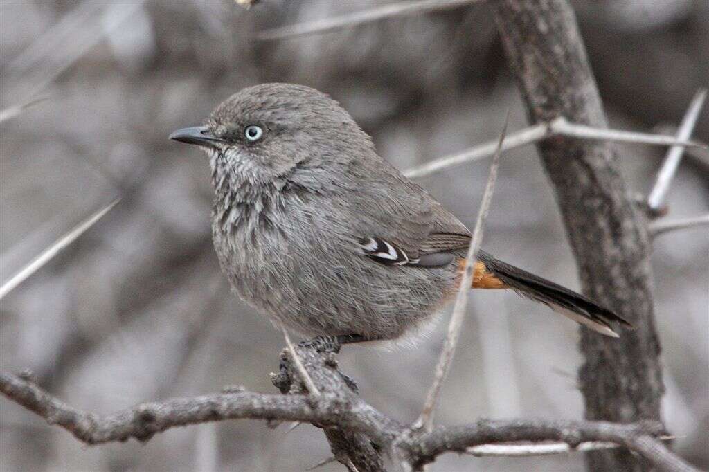 Image of Chestnut-vented Warbler